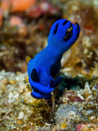Kinda' Blue

Nudibranch - Tambja morosa

Bali, Indonesia by Stefan Follows 