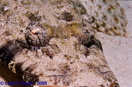 Sharm El Sheikh, the crocodile fish eye. Canon eos1 + 100... by Luigi Carta 