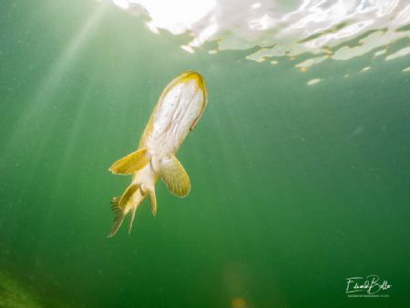 Pike, beautiful fish. Just passing by. by Eduard Bello 