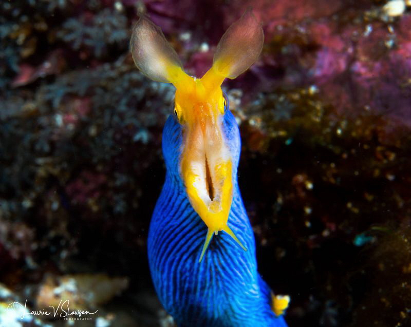 Male ribbon eel/Photographed with a Canon 60 mm macro len... by Laurie Slawson 