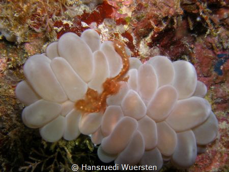 Orangutan Crab - Oncinopus sp1 (former name Achaeus japon... by Hansruedi Wuersten 