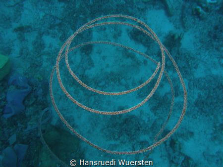 Spiral Coral - Cirrhipathes spiralis by Hansruedi Wuersten 