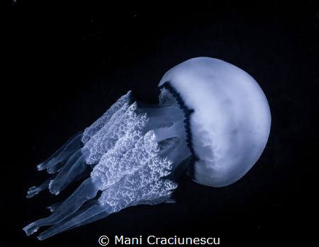 Rhizostoma pulmo Loutraki Greece by Mani Craciunescu 