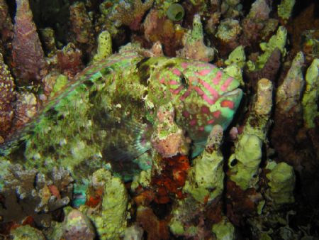 Night Dive, Apo Reef 2005 by Fred Busson 