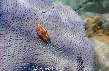 “Destructive. Beauty” A Flamingo Tongue Snail on a Sea Fa... by Steve Dolan 