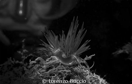 Dondice banyulensis with diver behind. For shooting this ... by Lorenzo Buccio 