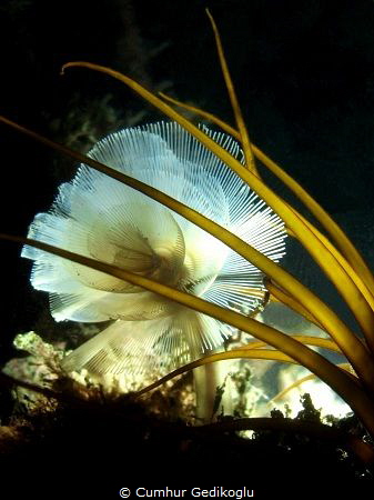 Phoronis australis
Marine horseshoe worm by Cumhur Gedikoglu 