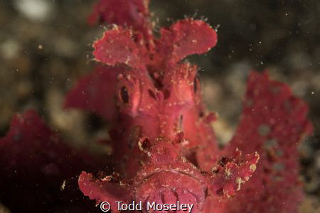 Paddleflap Scorpionfish by Todd Moseley 