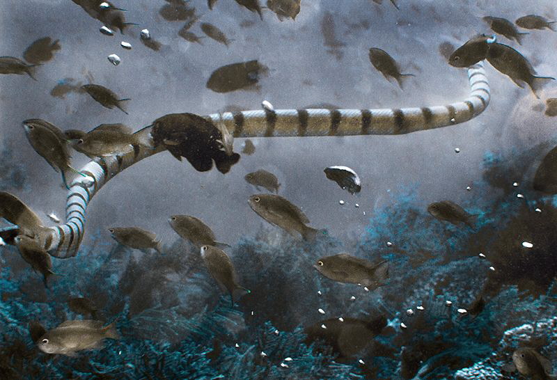 Yellow-banded sea krait and natural air bubbles from the ... by Laurie Slawson 