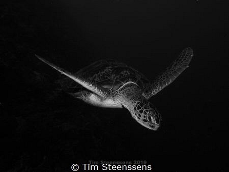Flying Turtle by Tim Steenssens 