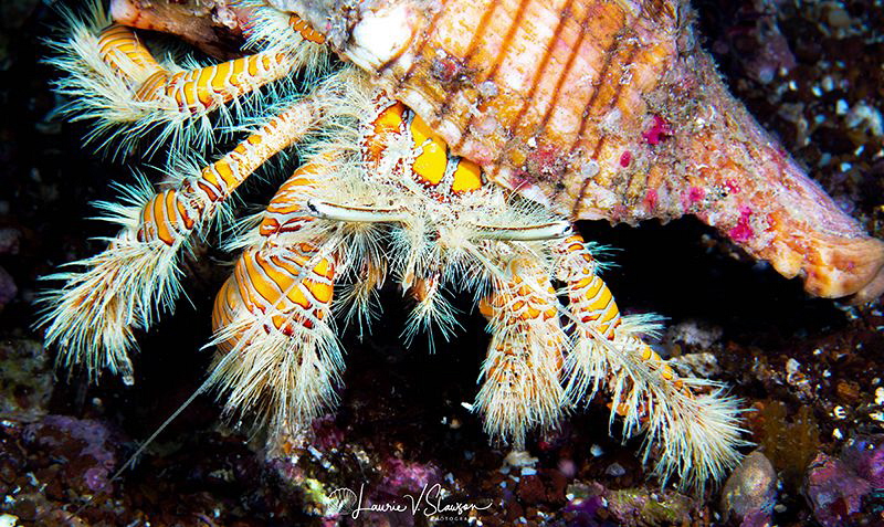 Hairy yellow hermit crab/Photographed with a Canon 60 mm ... by Laurie Slawson 