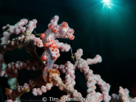 Pygmee Seahorse by Tim Steenssens 