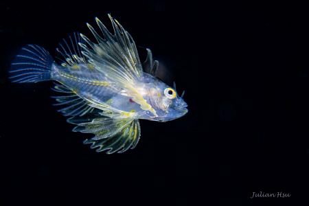 Larval lionfish by Julian Hsu 