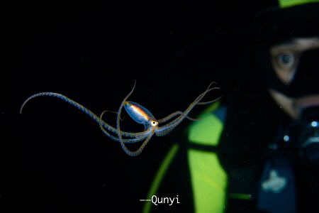 Long arm octopus with a shocked diver behind. Shot by Nik... by Qunyi Zhang 