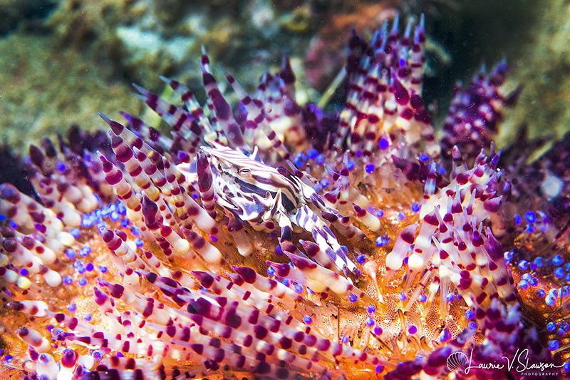 Zebra urchin crab on fire urchin/Photographed with a Cano... by Laurie Slawson 