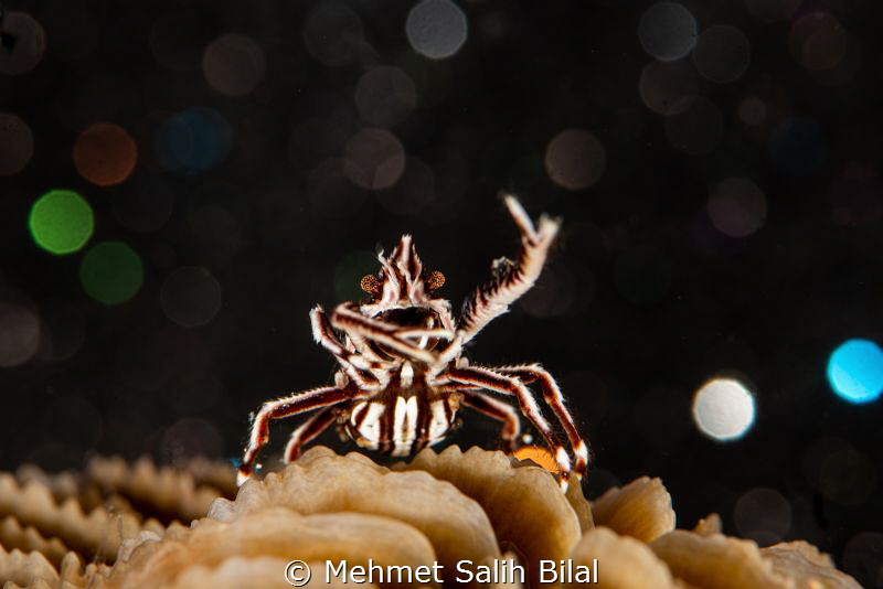 Dancing at the disco. by Mehmet Salih Bilal 