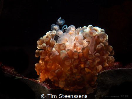 Anemone by Tim Steenssens 