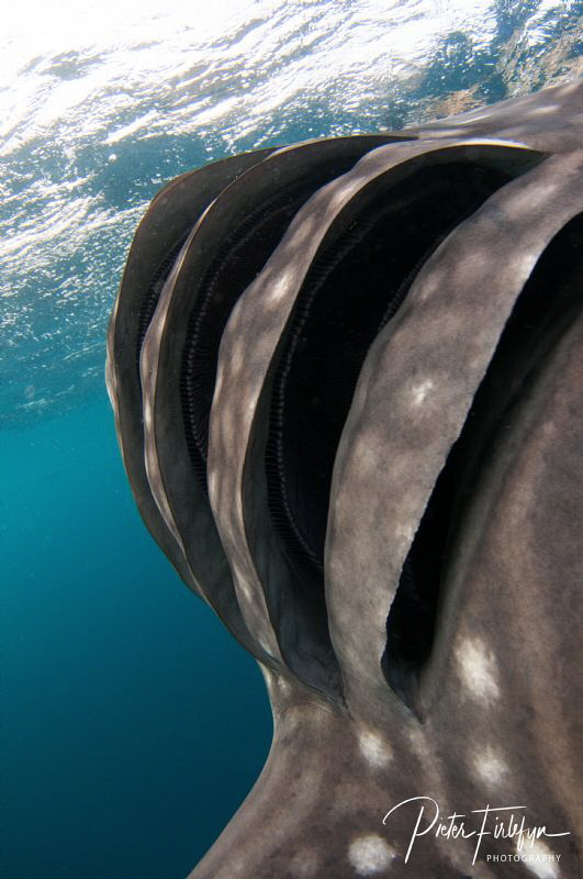 Whaleshark in the gulf of Tadjoura Djibouti by Pieter Firlefyn 