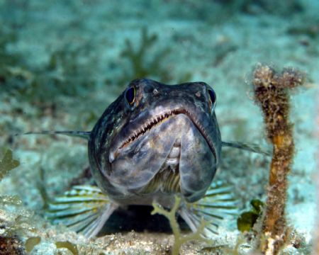 Lizard with nice teeth! D100 w 60mm by Patrick Burke 