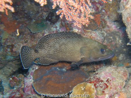 Palemargin Grouper - Epinephelus bontoides by Hansruedi Wuersten 