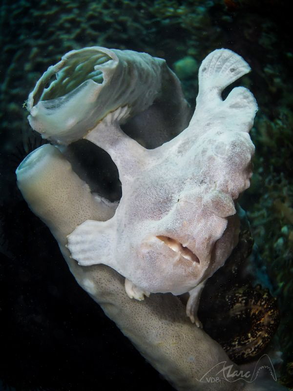 white frog by Marc Van Den Broeck 