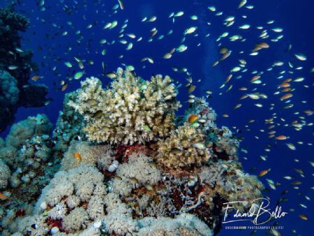 Sea coral every where by Eduard Bello 