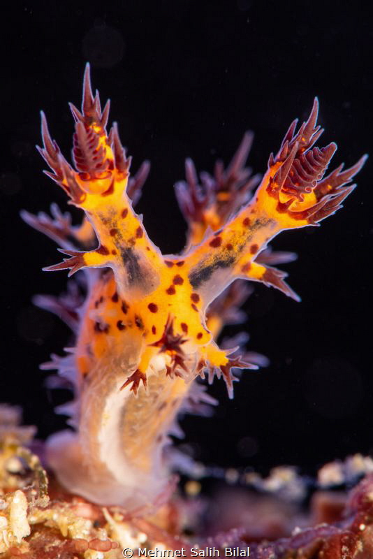 Bornella. by Mehmet Salih Bilal 