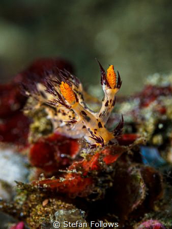 
Nudibranch - Dendronotus regius

Bali, Indonesia by Stefan Follows 