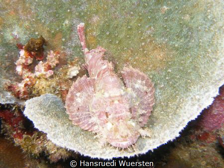 Tasseled Scorpionfish - Scorpaenopsis oxycephala by Hansruedi Wuersten 