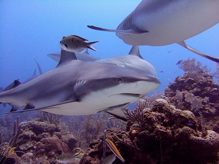 "Cara a Cara", Roatan, Bay Islands. Fuji F810, ambient li... by Jennifer Temple 