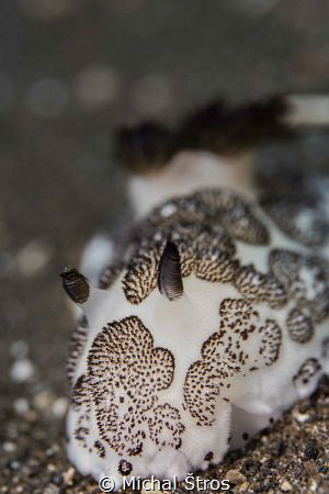 Nudibranch at Seraya Secret by Michal Štros 
