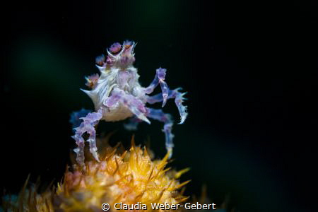 candy crab by Claudia Weber-Gebert 