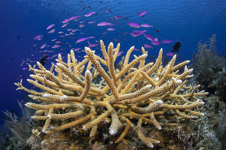 Purple Reef Fish on Staghorn Fortress by Tiago Peixoto 