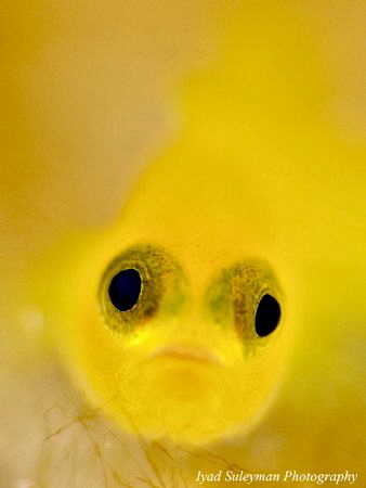 Yellow Coral Goby by Iyad Suleyman 