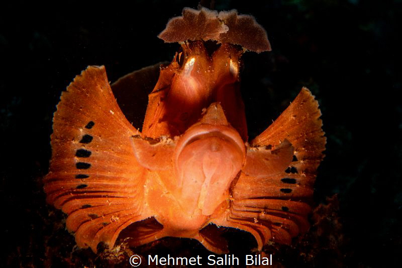 Rhinopias eschmeyeri with snoot. by Mehmet Salih Bilal 