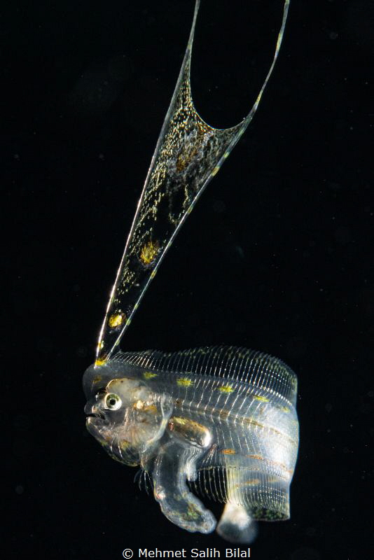 Larval tongue fish. by Mehmet Salih Bilal 