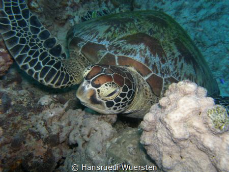 Turtel closeup by Hansruedi Wuersten 
