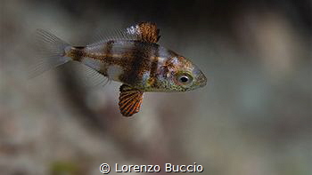 Juvenile of Diplodus sp. (vulgaris?). note the fins struc... by Lorenzo Buccio 