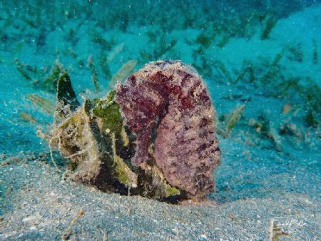 Seahorse Swimming near the cost in front of the beach by Eduard Bello 