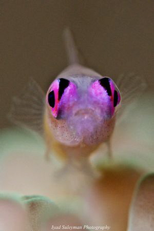Pink Eye Goby by Iyad Suleyman 