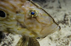 Night Dive in Croatia by Andy Kutsch 