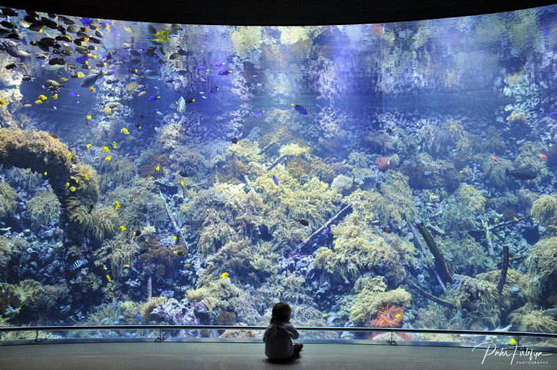 daughter enjoys the Antwerp zoo aquarium by Pieter Firlefyn 