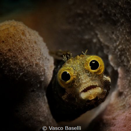 Staring Blenny by Vasco Baselli 