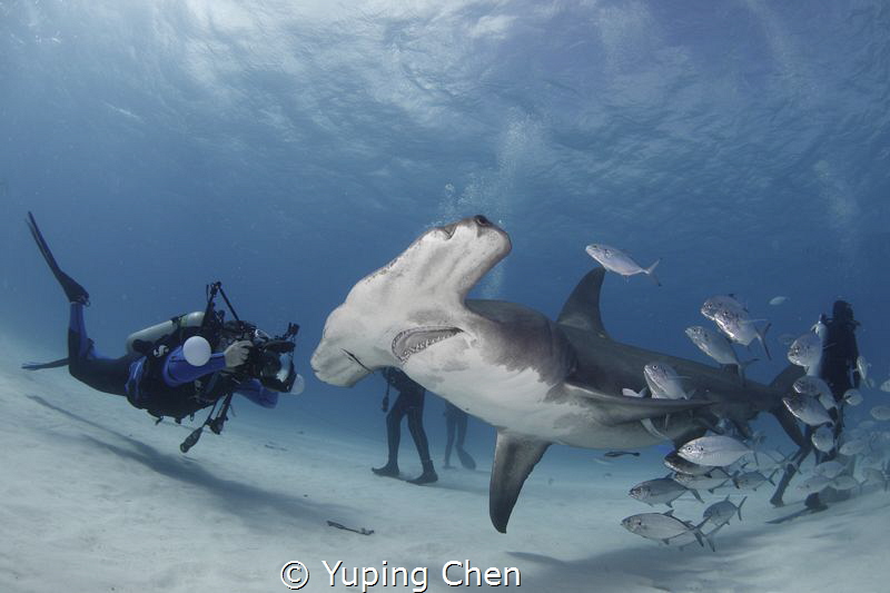 Working With the Hammerhead by Yuping Chen 
