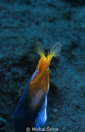 Ribbon Moray Eel by Michal Štros 