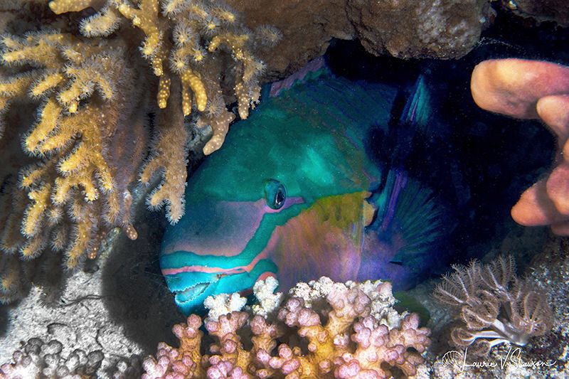 Common parrotfish on night dive/Photographed with a Canon... by Laurie Slawson 