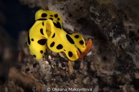 Flatworm Eurylepta sp.
 by Oksana Maksymova 