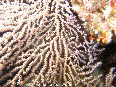 Gorgonian Sea Fan - Annella reticulata (Supergorgia retic... by Hansruedi Wuersten 