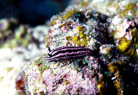 Nudibranch at 18 metres ,Balaclava Mauritius. by Linley Jean-Yves Bignoux 
