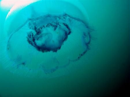 Alien spaceship... or Jellyfish? by Maurizio Carmini 